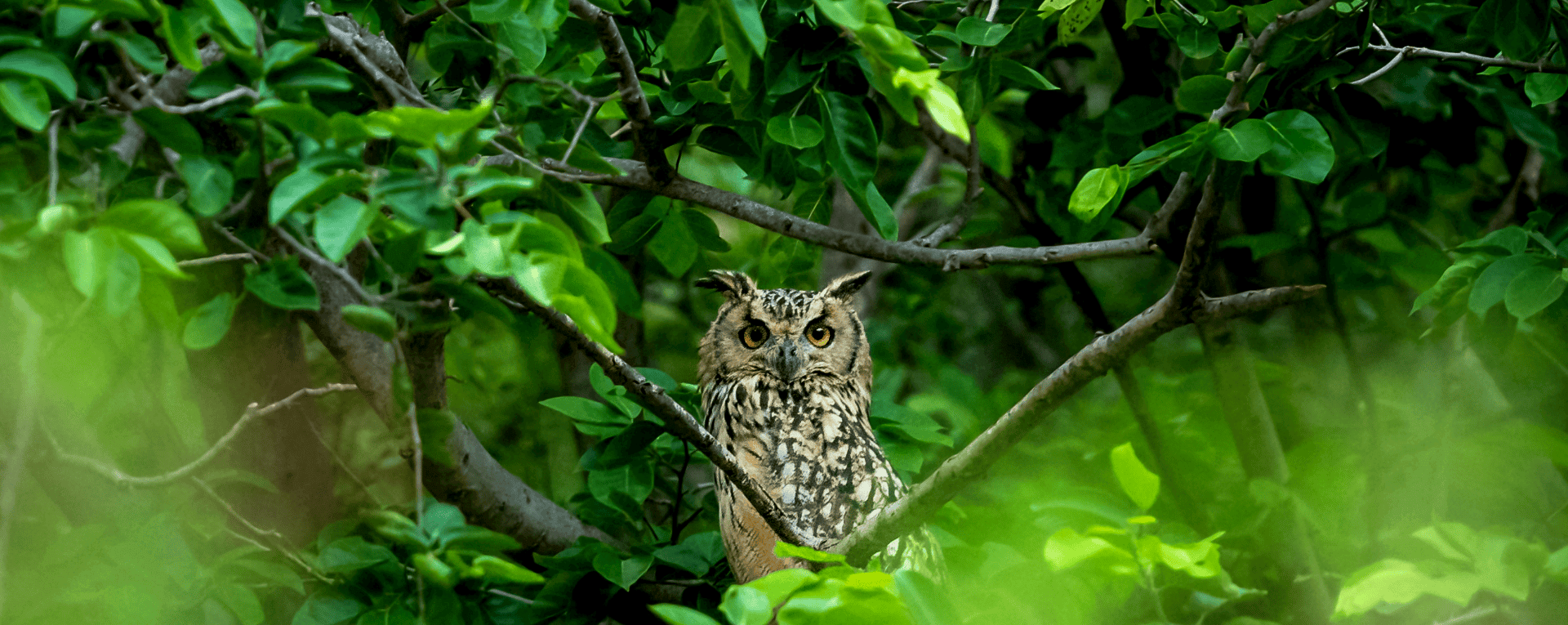 Photo d'un hibou dans le sentier de l'étrange